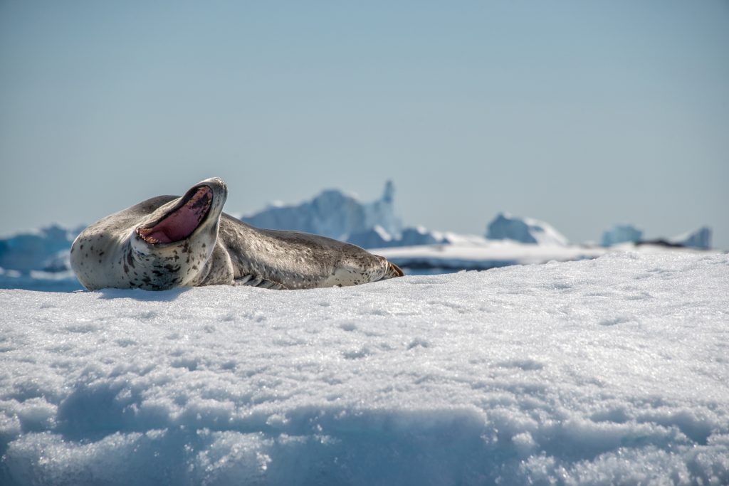 An,Adult,Leopard,Seal,(hydrurga,Leptonyx),Yawns,While,Lying,On